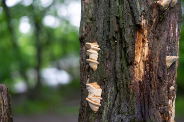 自生 きのこ 木 森