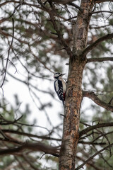 Little woodpecker sits on a tree trunk. The great spotted woodpecker, Dendrocopos major