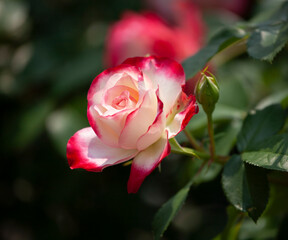 バラ　花名「ダブルデライト」　系統「ハイブリッドテイー」　作出「アメリカ」　花色「クリーム色に赤の斑入り」