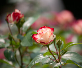 バラ　花名「ダブルデライト」　系統「ハイブリッドテイー」　作出「アメリカ」　花色「クリーム色に赤の斑入り」