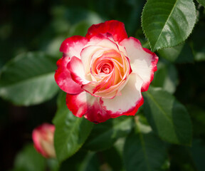 バラ　花名「ダブルデライト」　系統「ハイブリッドテイー」　作出「アメリカ」　花色「クリーム色に赤の斑入り」