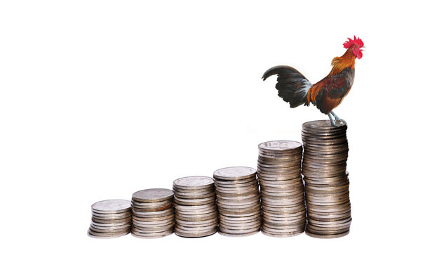 Rooster,is standing and crowing on stacks coins row isolated on white background, Chicken on the coin as a soaring bar chart, Dawn of Finance, Development financial and commit business concept - Powered by Adobe
