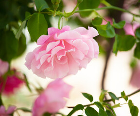 バラ　花名「スパニッシュビューテイ」　系統「LCI」　作出「スペイン」　花色「うすピンク」