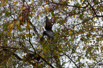 squirrel on tree