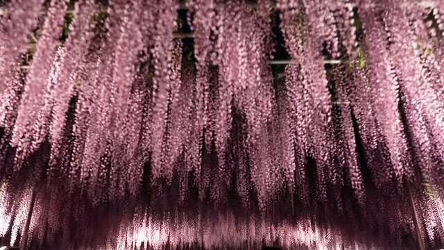 Ashikaga Flower Park