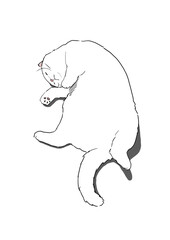 猫