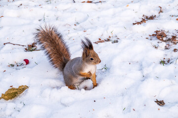 The squirrel in winter sits on white snow.