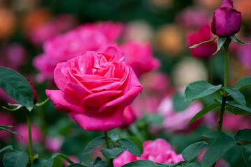 バラ　花名「マリアカラス」　系統「ハイブリッドテイー」　作出「フランス　メイアン」　花色「ローズ」