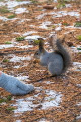 Naklejka na ściany i meble A squirrel in the winter or autumn eats nuts from a human hand. Caring for animals in winter or autumn.