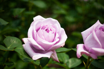 バラ　花名「ブルームーン」　系統「ハイブリッドテイー」　作出「ドイツ　タンタウ」　花色「うすむらさき」