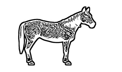 horse silhouette isolated on white