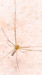 vertical shot of the top view of an orange spider with long, thin legs seen during daytime under bright sunlight on a wall
