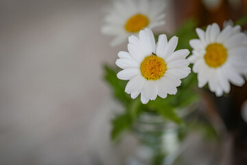 Fototapeta premium Small bunch of chrysanthemum flowers with natural bokeh background