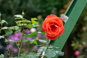 red rose in garden