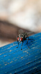 vertical macro shot of a common flesh fly with its black and white body and red eyes sitting on a blue pipe and looking at the camera during daytime
