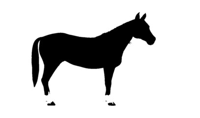 silhouette of a horse