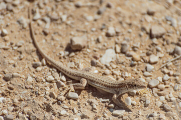 A closeup of a Little lizard lies under a hot rock under the summer sun. The Negev desert, Israel. High quality photo