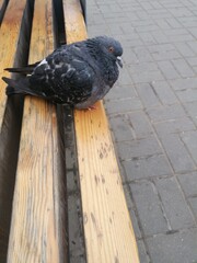 pigeon on the bench
