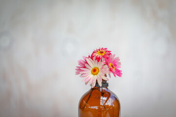 Vibrant pink daisies on display in large amber bottle
