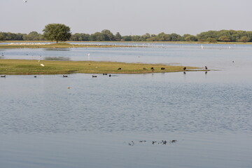 A beautiful scene in a bird sanctuary.