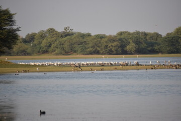 A beautiful scene in a bird sanctuary.