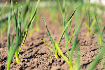 Young garlic stalks in the garden bed. Soft focus