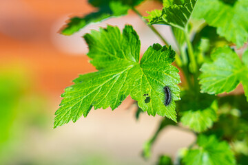 Black caterpillar pest on currant leaf. Garden parasite. Soft focus