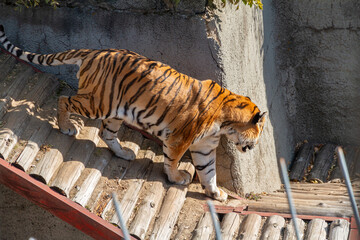 Huge Tiger at the Zoo. Ussurian tiger.