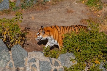 Huge Tiger at the Zoo. Ussurian tiger.