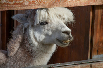 Alpaca in the zoo. Close up of a llama.
