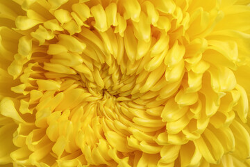 Large yellow chrysanthemum mum flower closeup macro