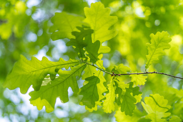 oak leaves, green spring backgroun