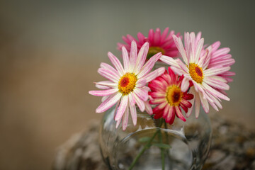 Small bunch of pink daisy flowers displayed in vase in rustic setting