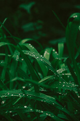 water drops on a grass