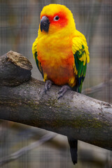 Fototapeta na wymiar Orange colored parrot standing on a branch.
