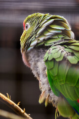 Colorful green parrot in portrait detail.
