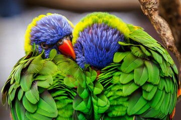 Fototapeta premium Trichoglossus moluccanus - Rainbow lorikeet two colorful parrots huddle together. 