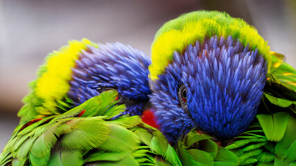 Trichoglossus moluccanus - Rainbow lorikeet two colorful parrots huddle together.
