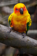 Orange colored parrot standing on a branch.