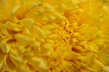 Large yellow chrysanthemum mum flower closeup macro
