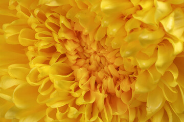 Large yellow chrysanthemum mum flower closeup macro