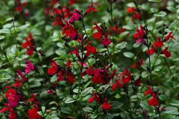 red chili pepper plant