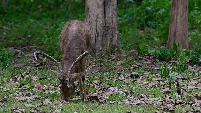 A Stag grazing and facing towards the camera with its antlers decorating its head, windy afternoon in the forest;  Eld's Deer, Panolia eldii, Female, Huai Kha Kaeng Wildlife Sanctuary, Thailand.