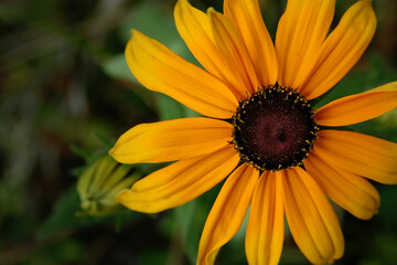 루두베키아 Rudbeckia