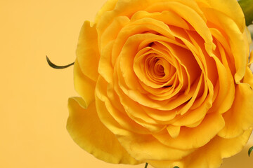 Yellow rose flower closeup macro petals circle on yellow paper background