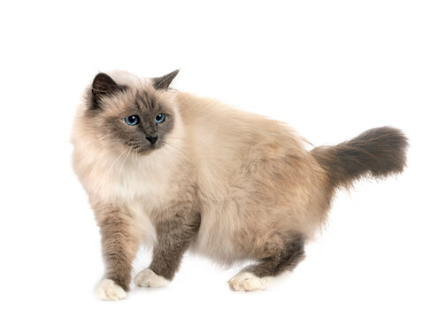 birman cat in studio