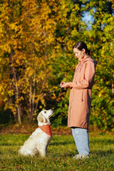 Golden retriever puppy in orange bandana sits on grass and looks at girl in pink raincoat in autumn park. Dog and it's master. Dog training outside