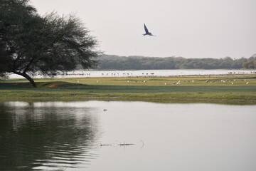 birds flying over the lake