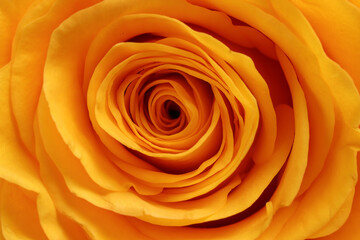 Yellow rose flower closeup macro petals circle