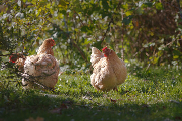 Ginger domestic hens walk the garden in October. Backlight.